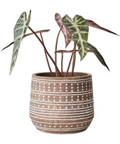 Affari Camille Flower Pot Beige